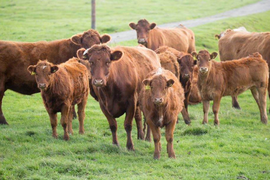 a herd of cows standing on a grassy field
